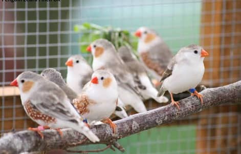 Beautiful Penguin Finches