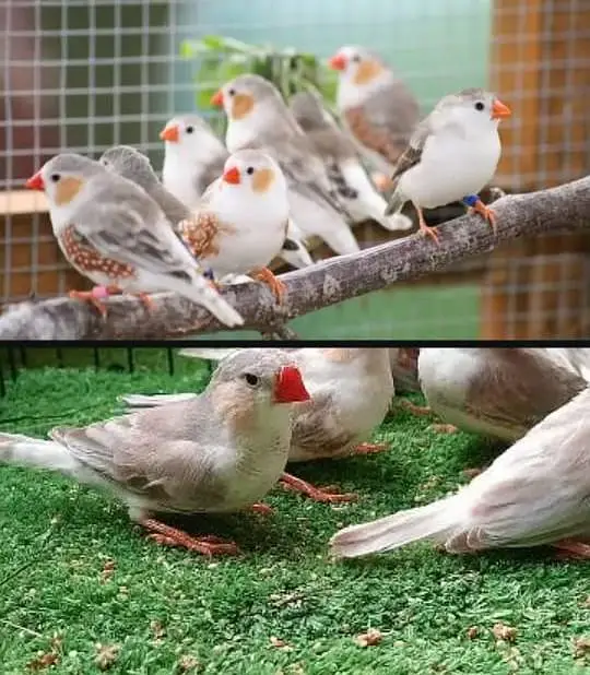 Beautiful Penguin Finches — photo 2