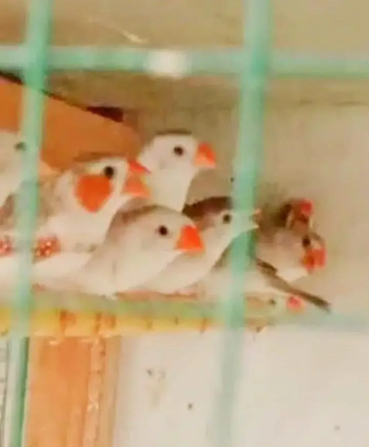 Beautiful Penguin Finches — photo 3