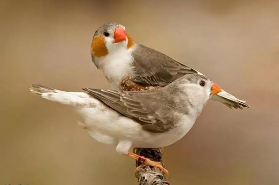 Beautiful Penguin Finches — photo 4