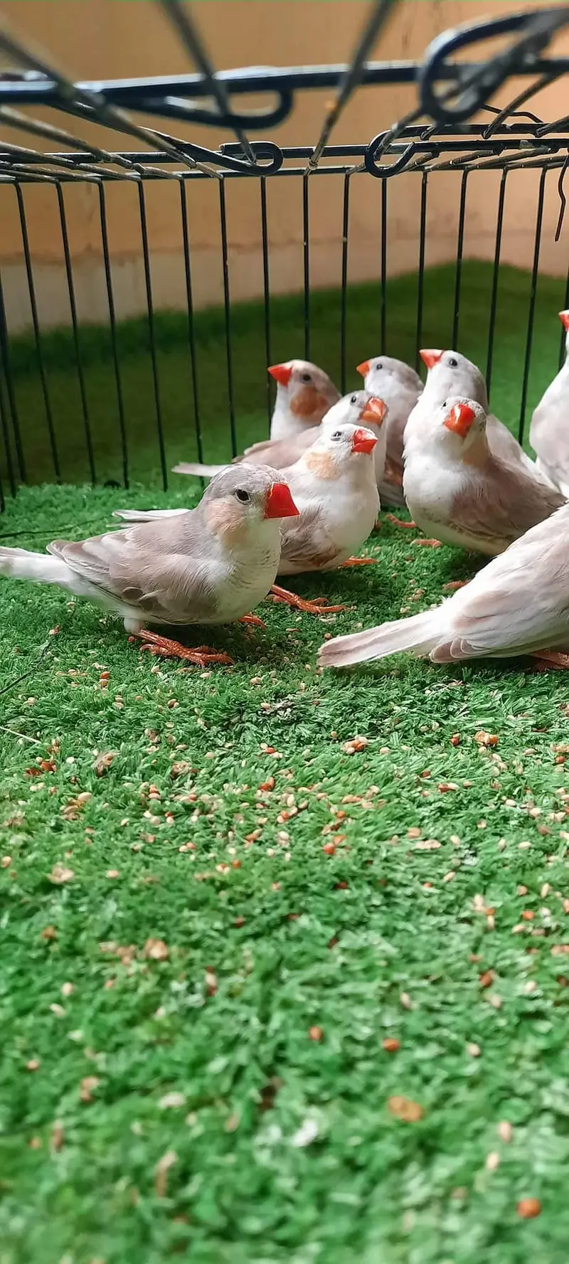 Beautiful Penguin Finches — photo 5