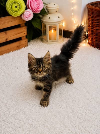 Persian kitten