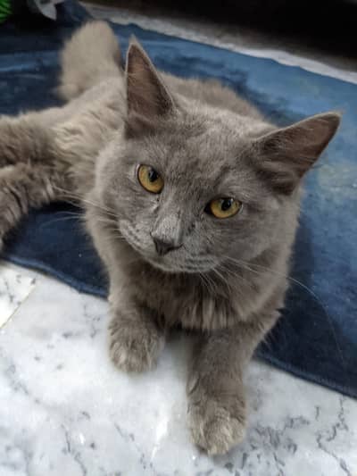 Long hair Grey Cat