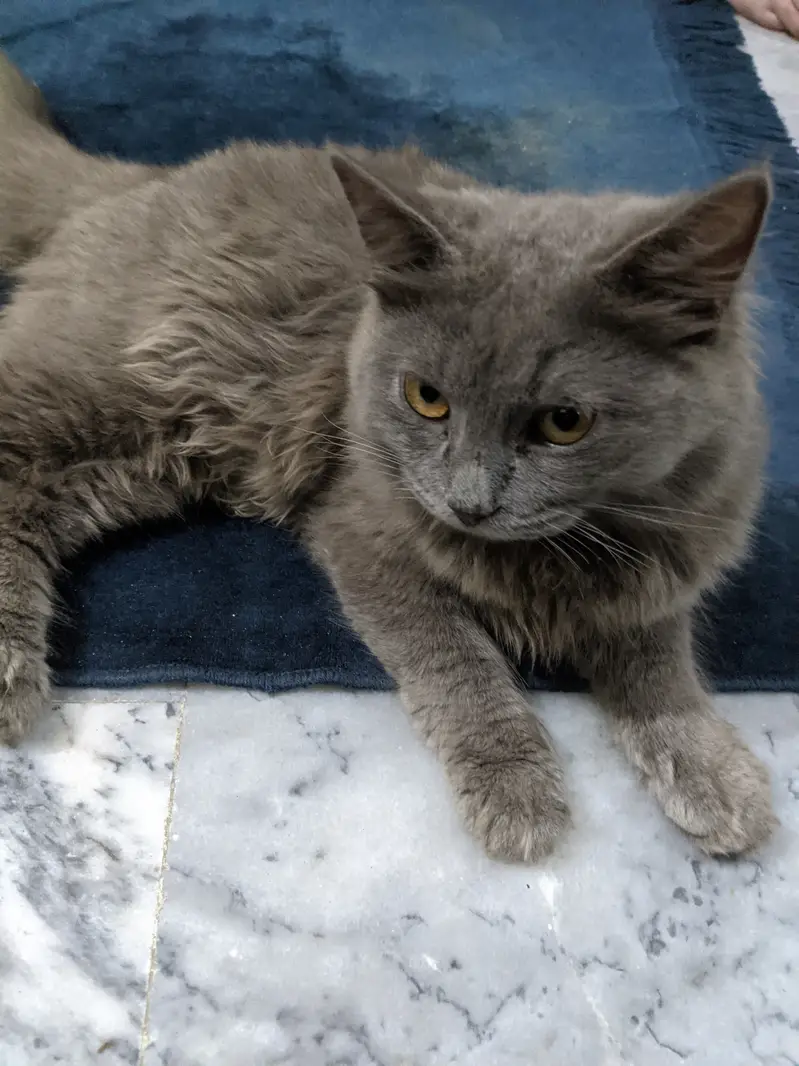 Long hair Grey Cat — photo 2