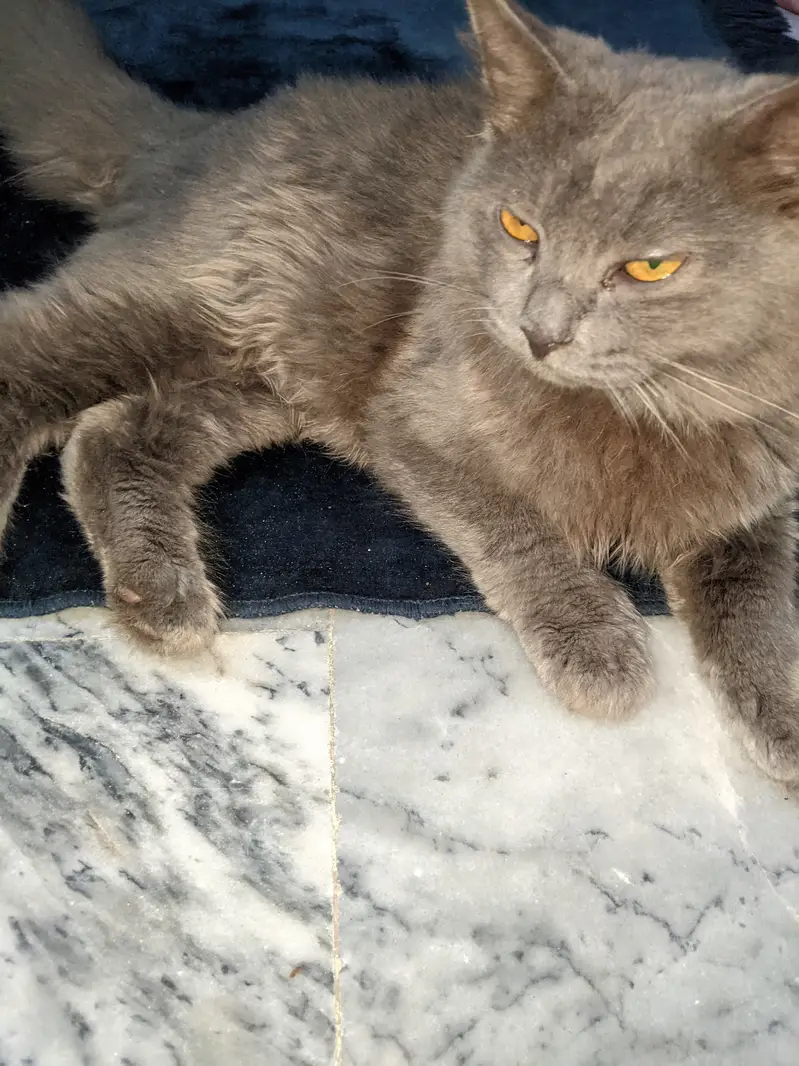 Long hair Grey Cat — photo 3
