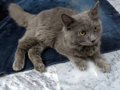 Long hair Grey Cat