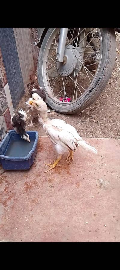 Parrot beak cross aseel chick
