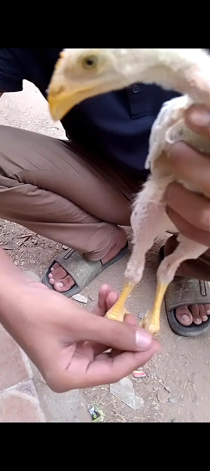 Parrot beak cross aseel chick — photo 3