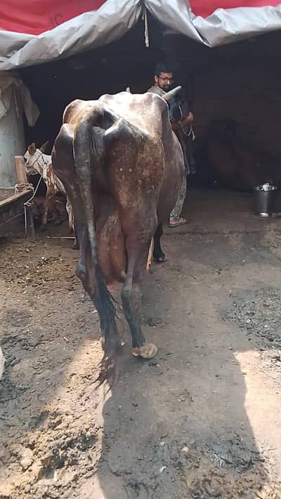 dudh 15 kg saat wachi