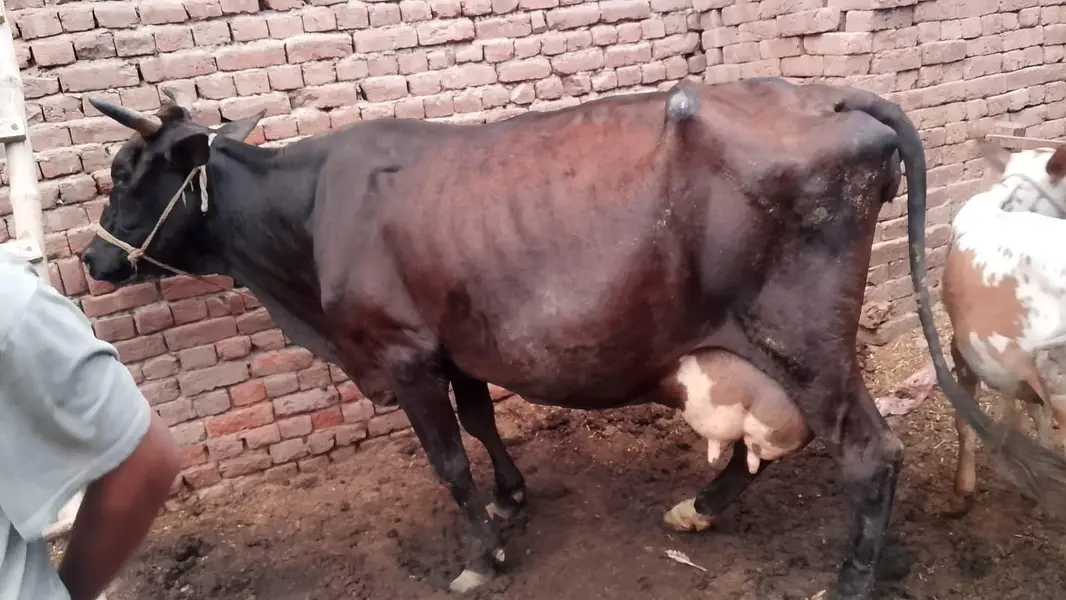 dudh 15 kg saat wachi — photo 2