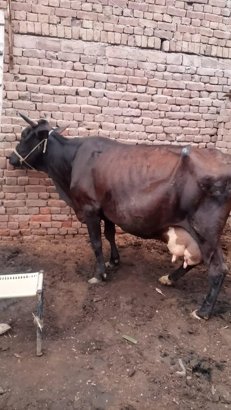 dudh 15 kg saat wachi — photo 3