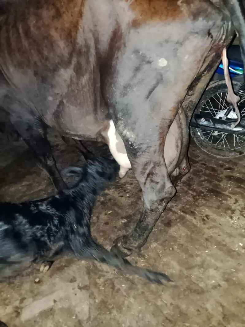 dudh 15 kg saat wachi — photo 4