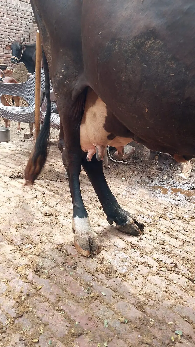 dudh 15 kg saat wachi — photo 5