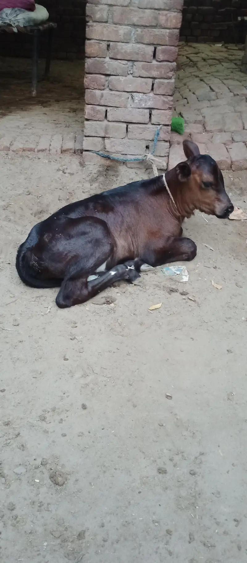 dudh 15 kg saat wachi — photo 6
