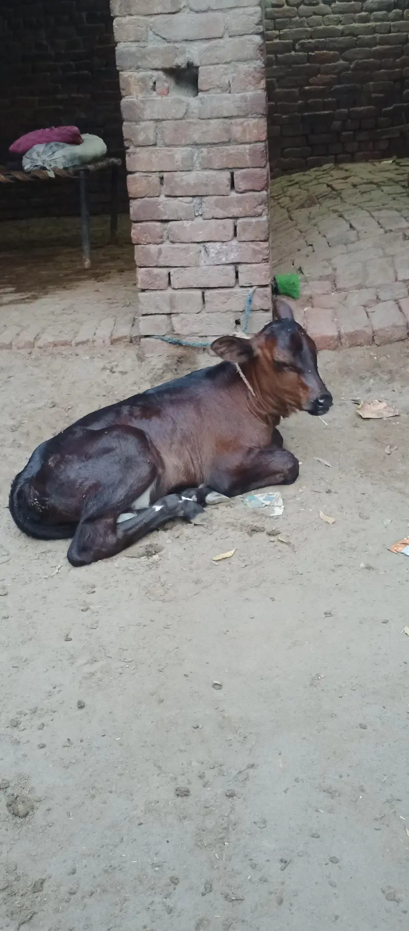 dudh 15 kg saat wachi — photo 7