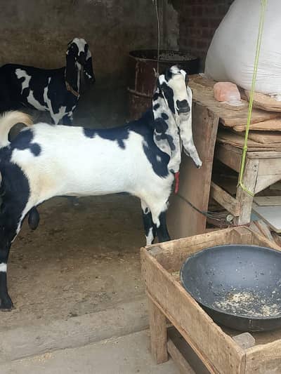 beautifu beetall goats for sale