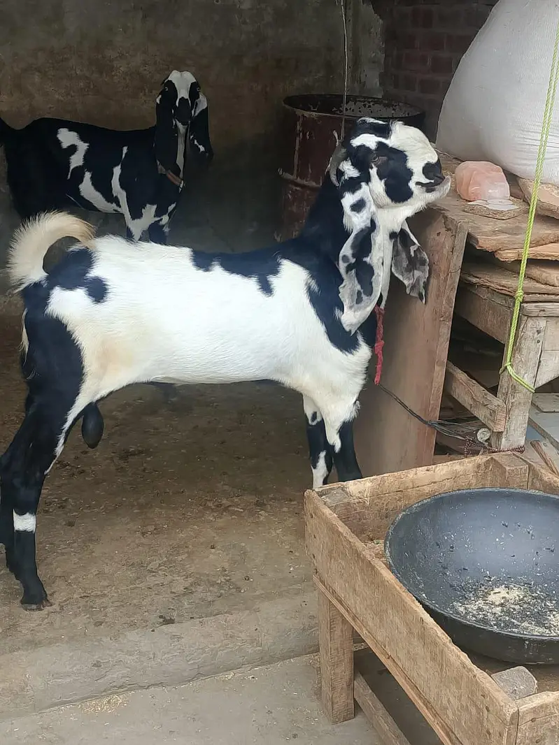 beautifu beetall goats for sale — photo 2