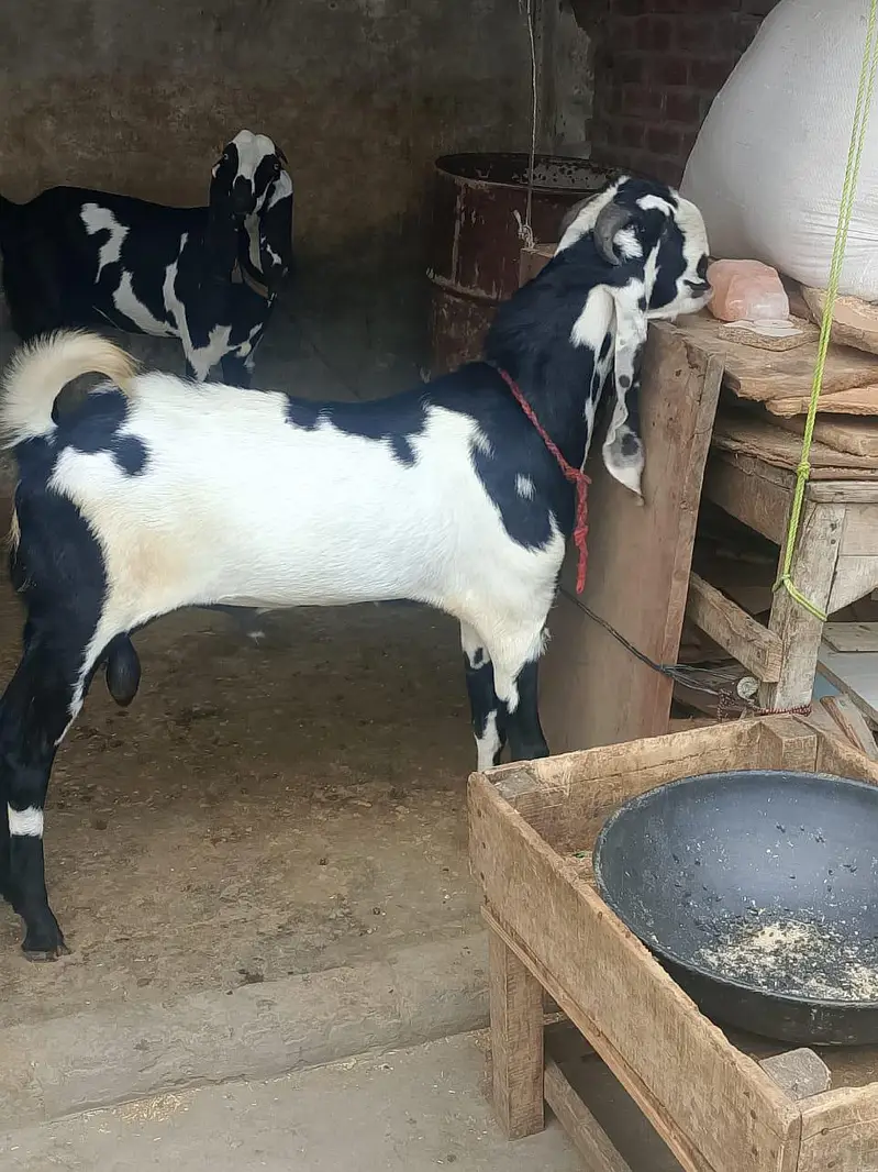 beautifu beetall goats for sale — photo 3