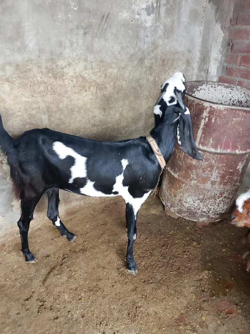 beautifu beetall goats for sale — photo 4