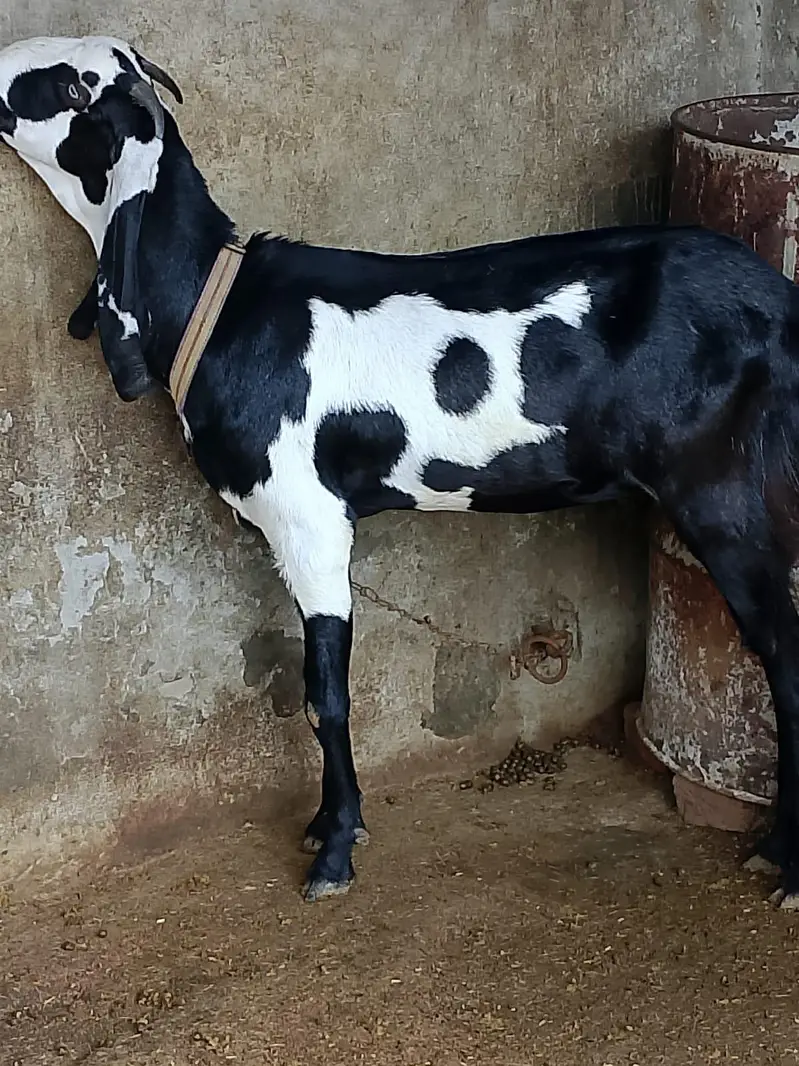 beautifu beetall goats for sale — photo 6
