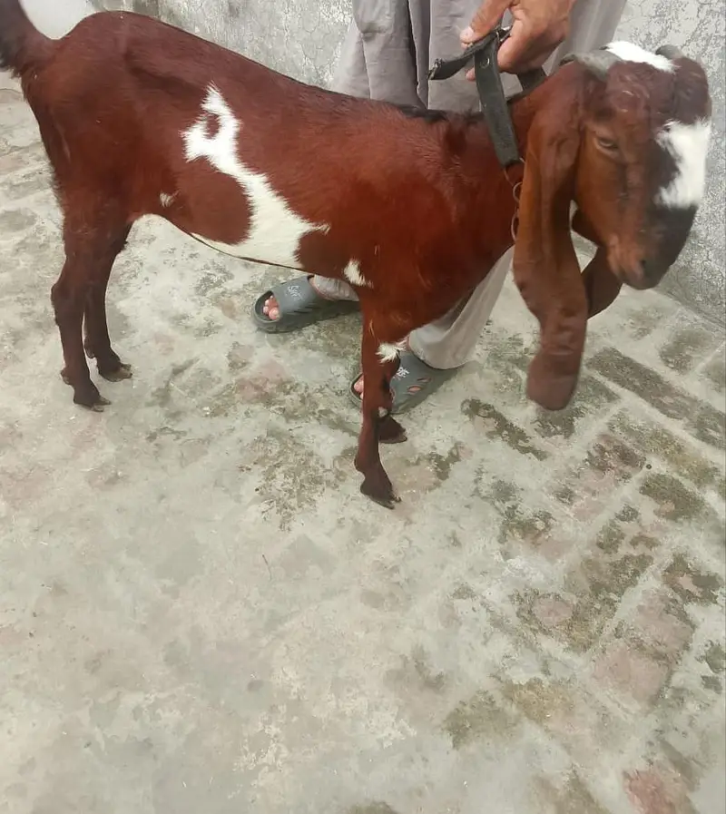 beautifu beetall goats for sale — photo 8