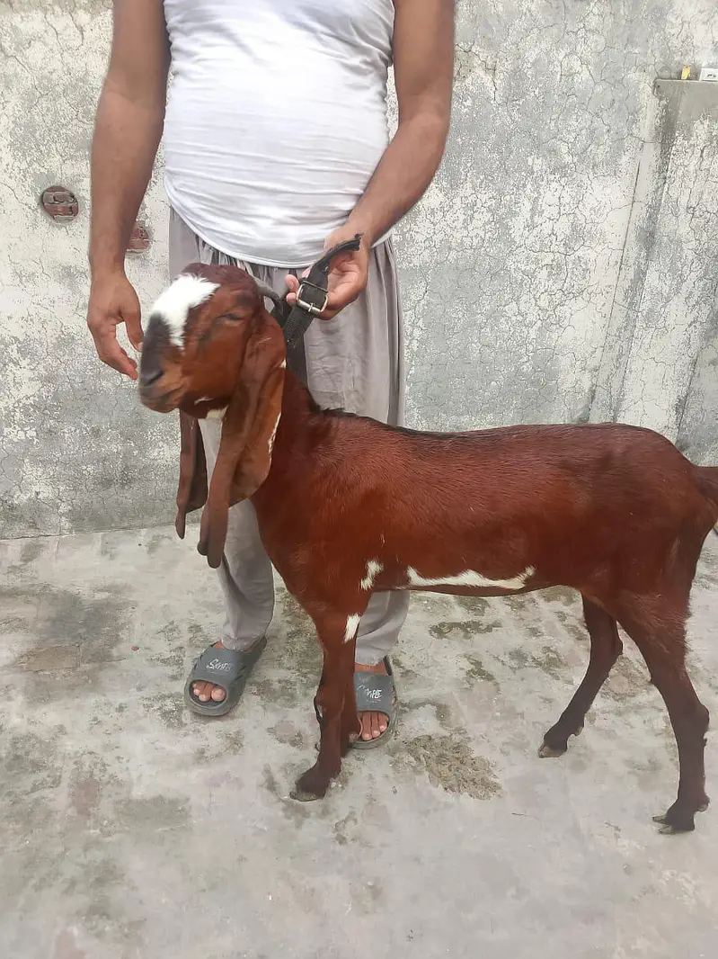 beautifu beetall goats for sale — photo 9