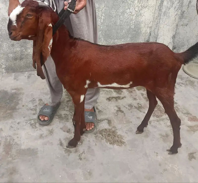 beautifu beetall goats for sale — photo 10