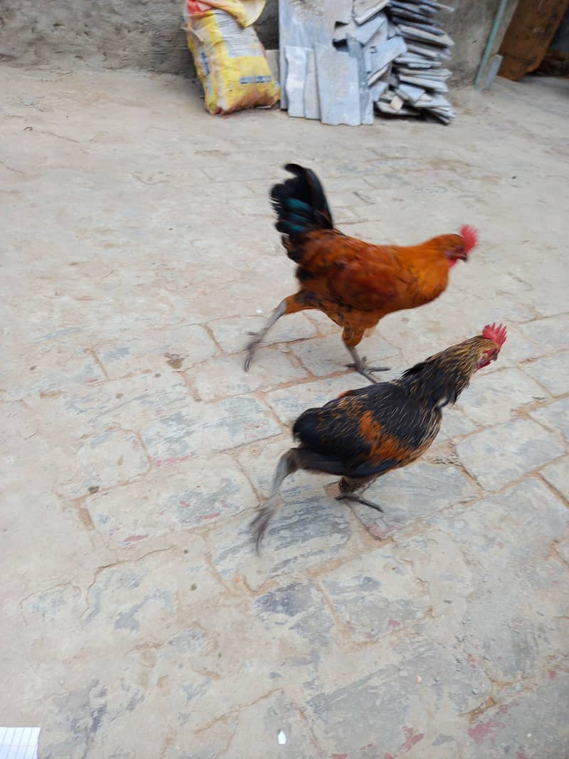 دو عدد دیسی مرغ 0