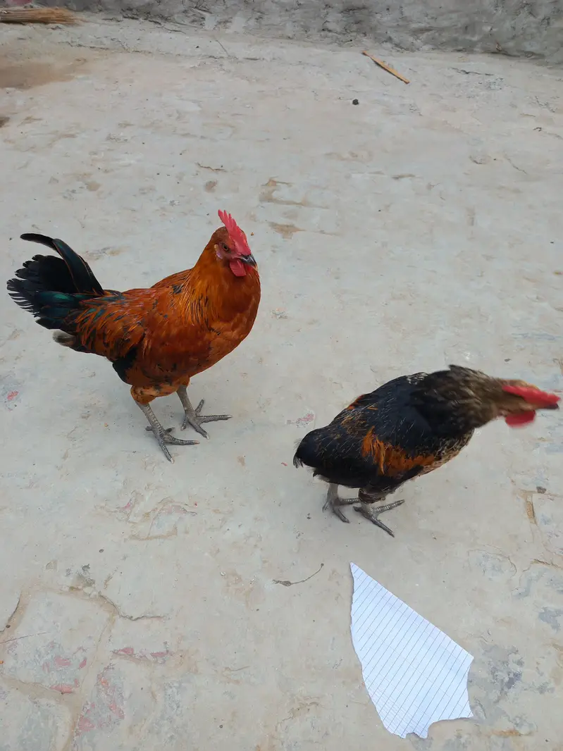 دو عدد دیسی مرغ — photo 3