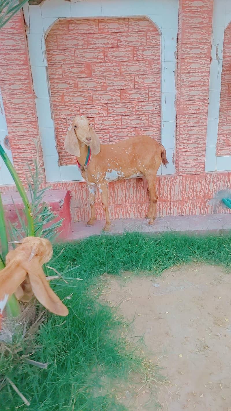 makki cheeni 0