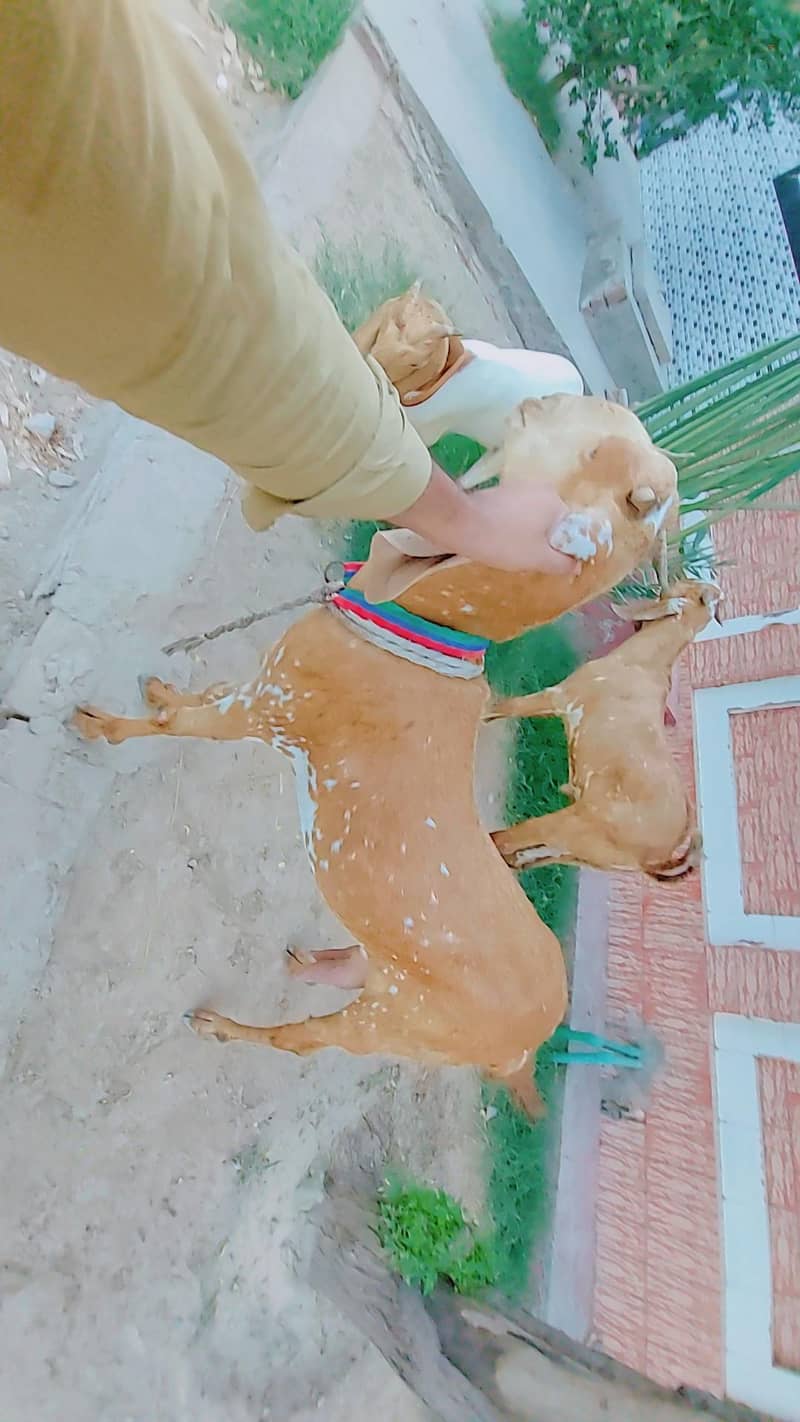 makki cheeni 1