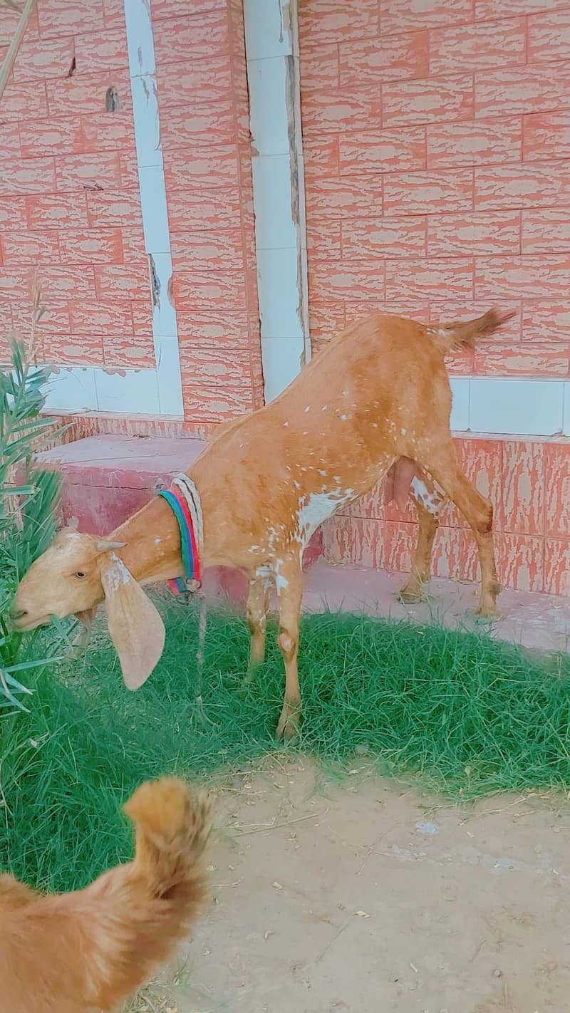 makki cheeni 2