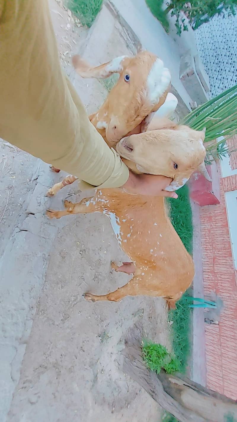 makki cheeni 4