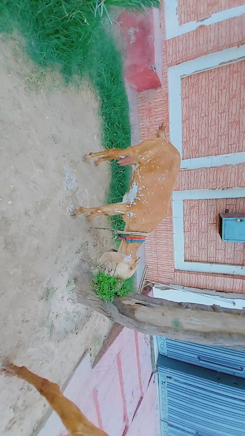 makki cheeni 5