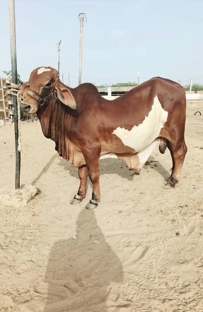 Ablak Kheera Bachra (Bull)
