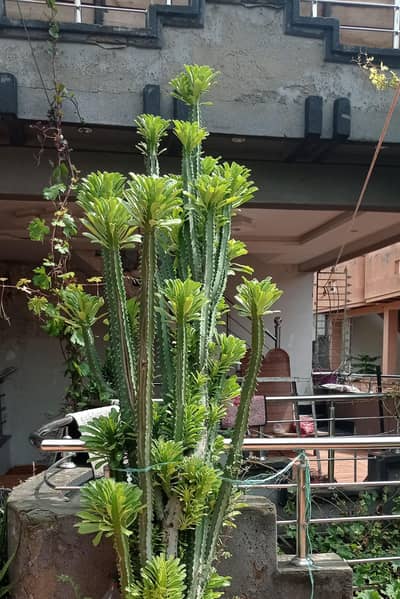 Cactus For Sale