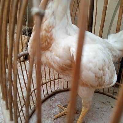 Heera aseel female.