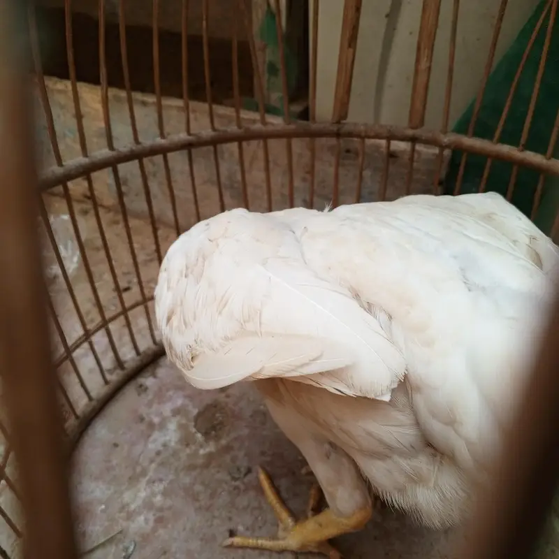 Heera aseel female. — photo 2