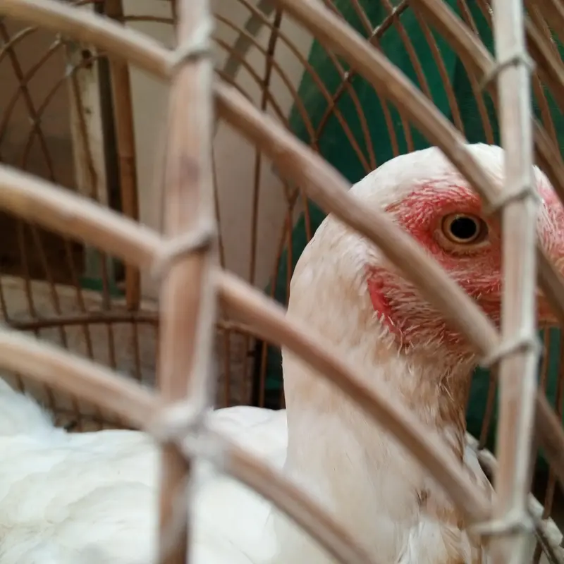 Heera aseel female. — photo 3
