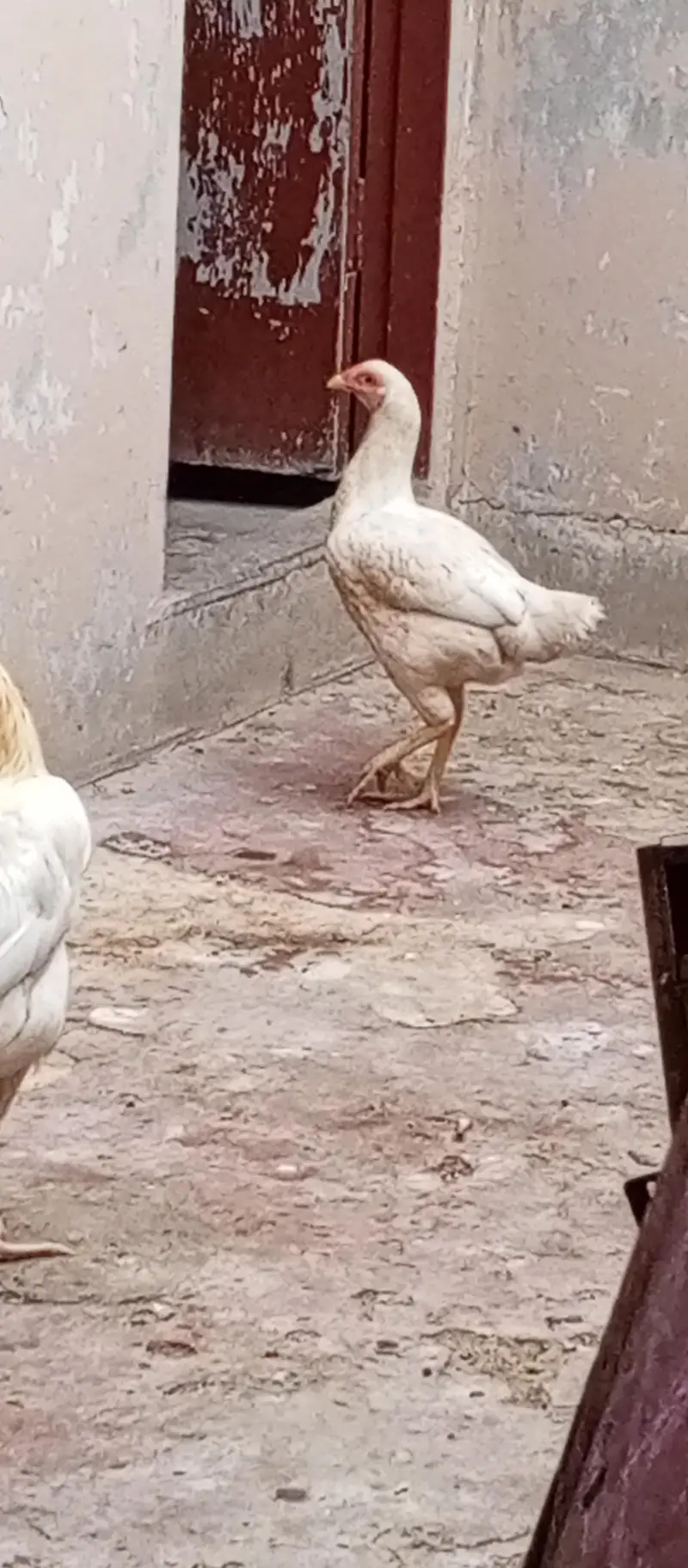 Heera aseel female. — photo 4