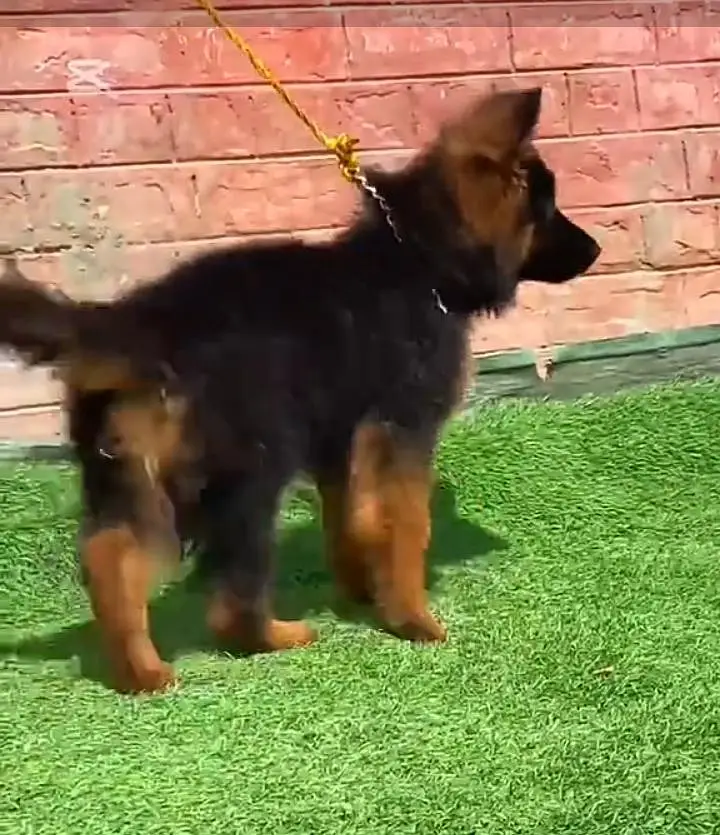 German Shepherd long coat puppies for sale my WhatsApp 03464290927 — photo 3