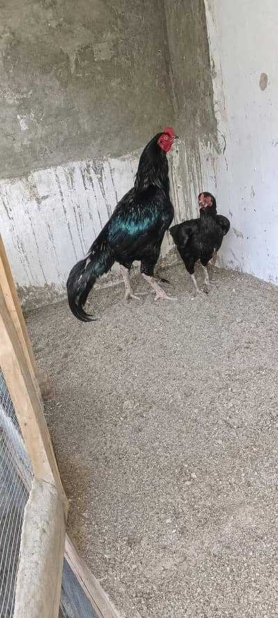 Lasani Aseel Chicks