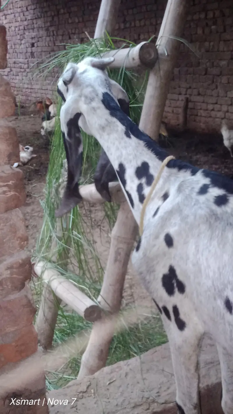 Desi bkri — photo 2