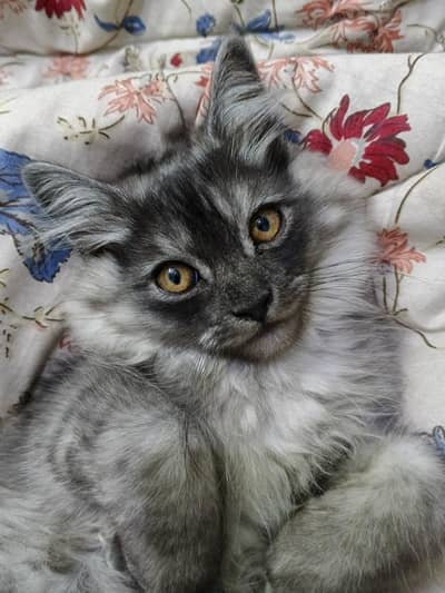 2 Persian cats pair double coated