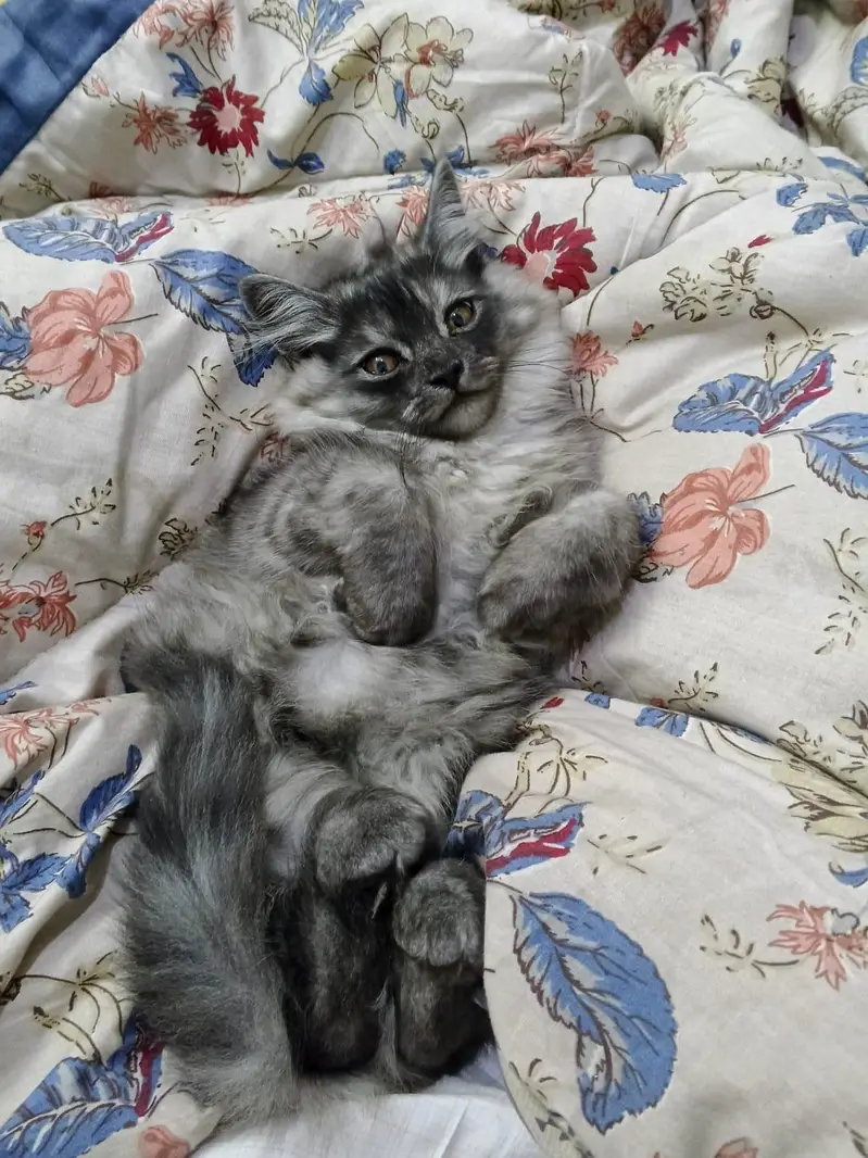 2 Persian cats pair double coated — photo 2