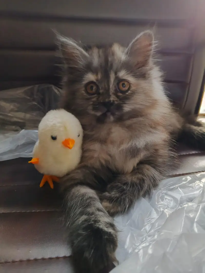 2 Persian cats pair double coated — photo 3