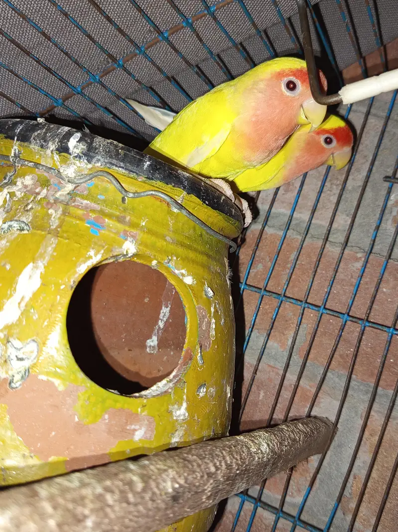 Lovebirds — photo 2