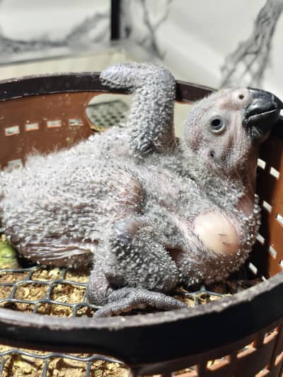 GREY parrot chick