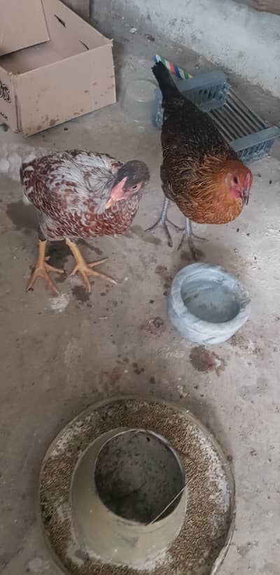 2x desi hen 2 chicks