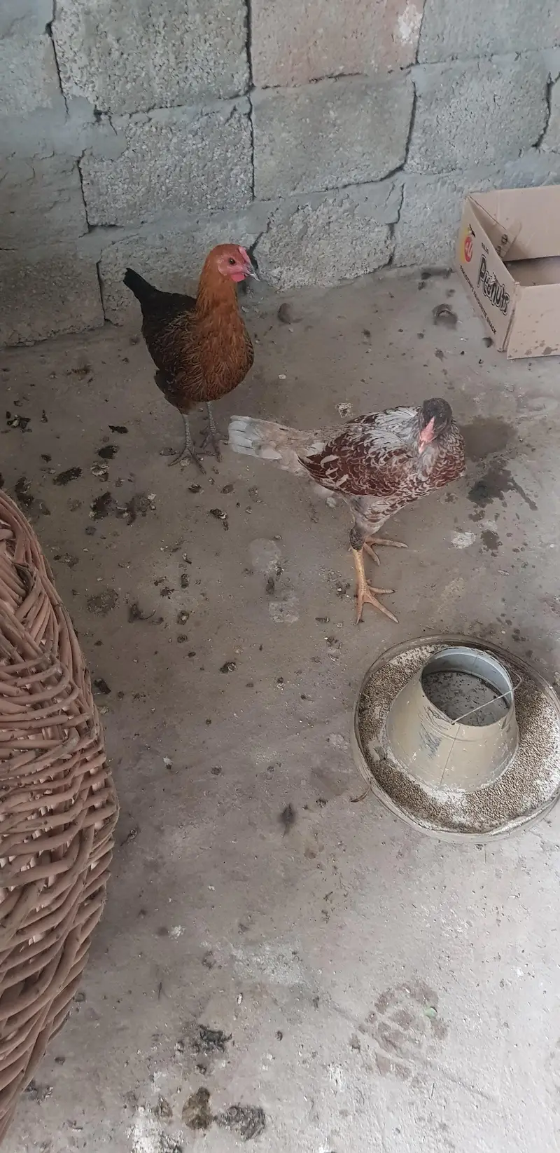 2x desi hen 2 chicks — photo 2